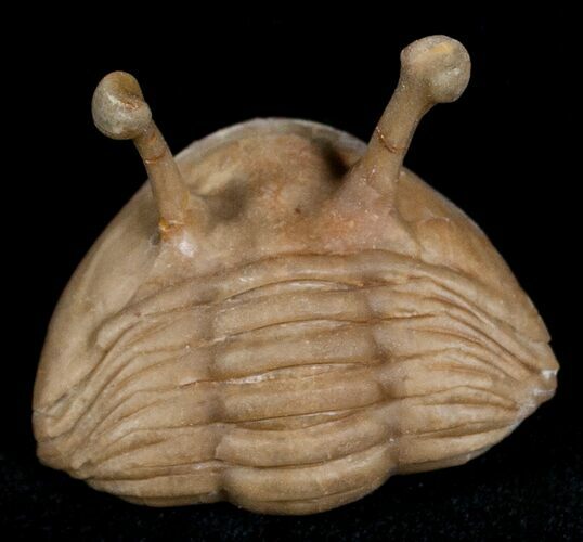 Enrolled Stalk Eyed Trilobite - Asaphus kowalewskii #6465